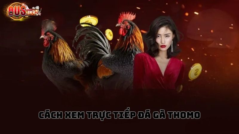 Làm sao để xem đá gà Thomo tại 8US? Làm sao để xem đá gà Thomo tại 8US?