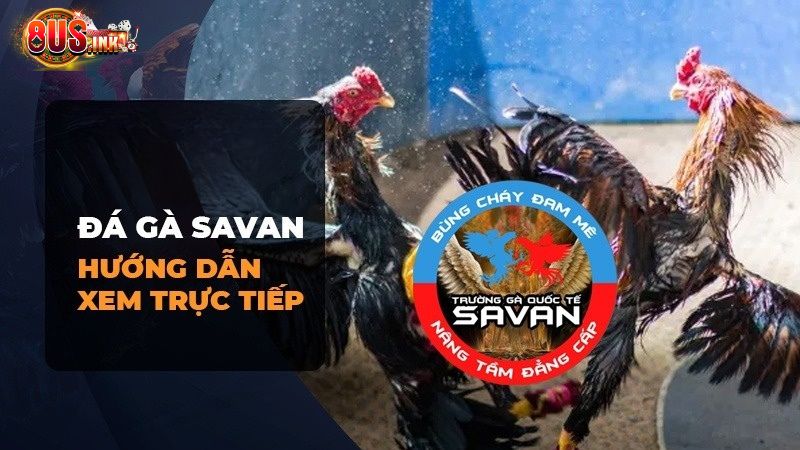 Xem trực tiếp đá gà Savan ở đâu thì chất lượng nhất? Xem trực tiếp đá gà Savan ở đâu thì chất lượng nhất?