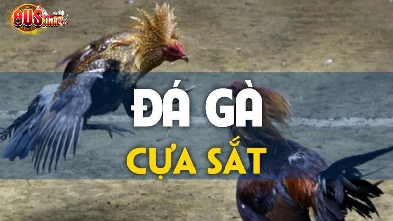 Đá gà cựa sắt Đá gà cựa sắt