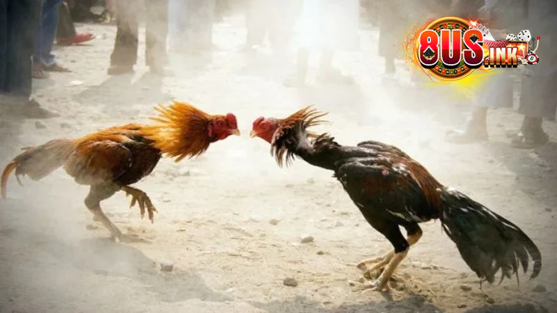 Video chọi gà bị cắt sửa để thay đổi kết quả