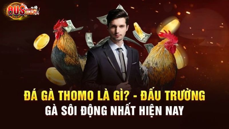 Sơ lược về chuyên mục đá gà Thomo tại 8US Sơ lược về chuyên mục đá gà Thomo tại 8US