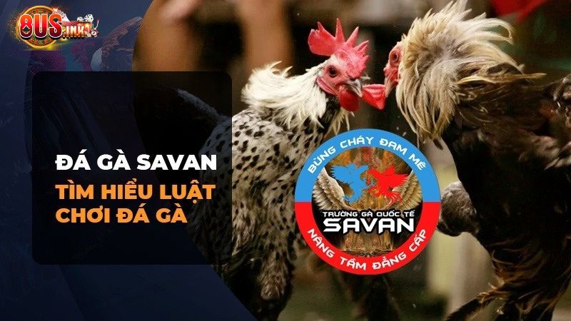 Một số quy tắc tại trường gà Savan mà bạn cần phải biết Một số quy tắc tại trường gà Savan mà bạn cần phải biết
