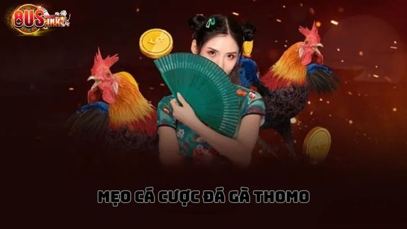 Những mẹo cá cược gà chọi hay tại 8US Những mẹo cá cược gà chọi hay tại 8US