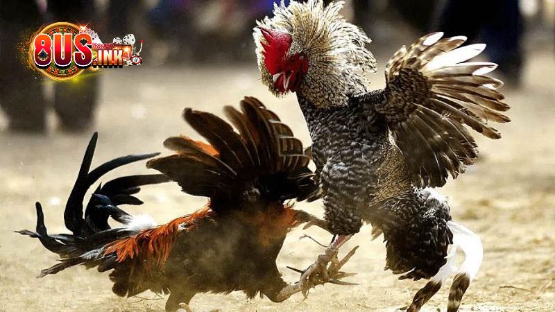 Chuyên gia chỉ cách chơi đá gà cựa sắt dễ thắng