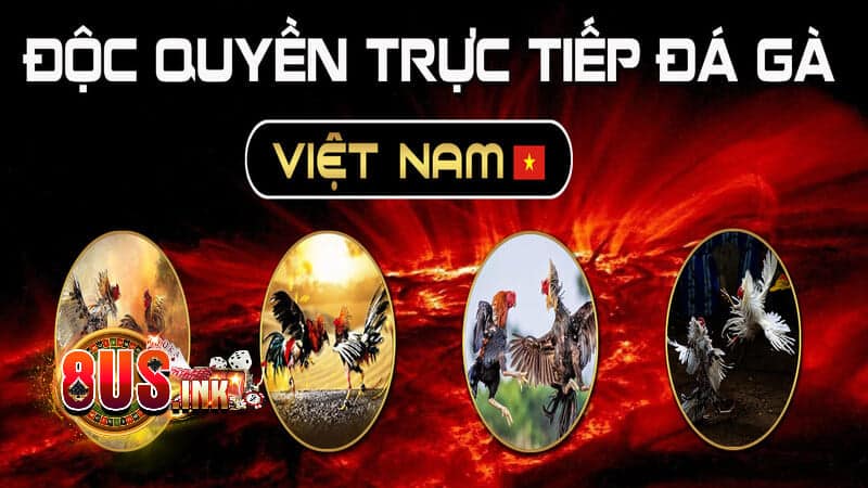 Người chơi sẽ có trải nghiệm coi đá gà trực tiếp bùng nổ, thú vị