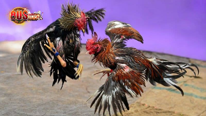 Hệ thống trang Đá Gà cựa sắt an toàn